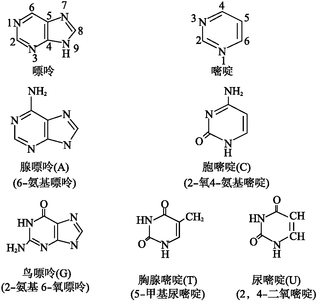 第二節(jié) 核酸的化學(xué)組成